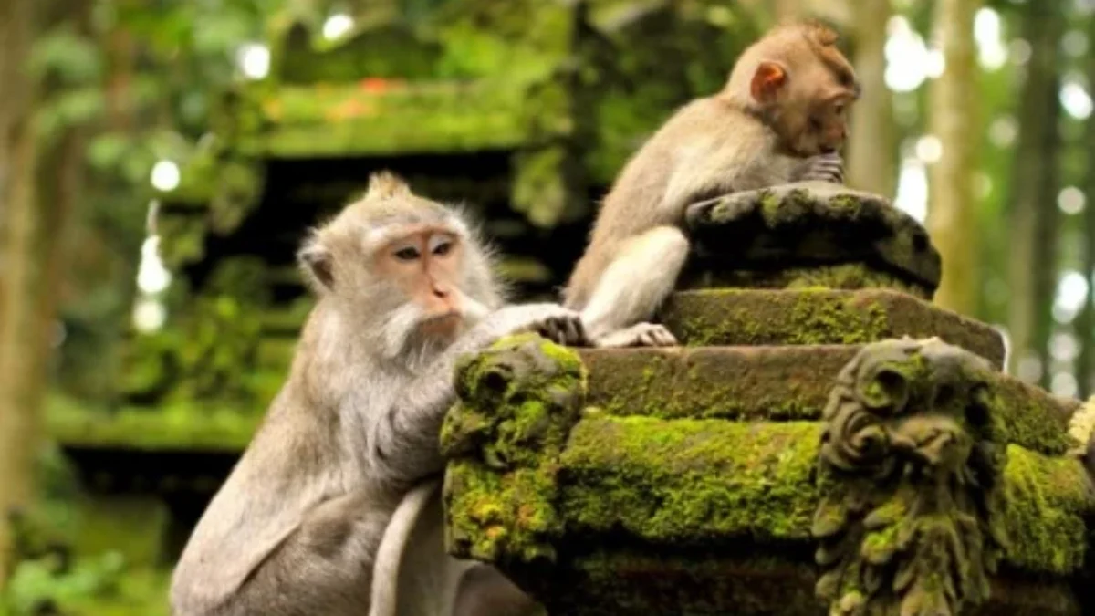 Hutan Monyet Ubud yang Wajib Dikunjungi – Indonesia Travel
