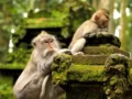 Hutan Monyet Ubud yang Wajib Dikunjungi – Indonesia Travel