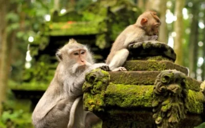 Hutan Monyet Ubud yang Wajib Dikunjungi – Indonesia Travel