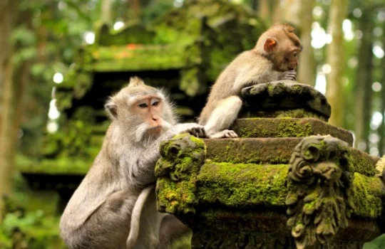 Hutan Monyet Ubud yang Wajib Dikunjungi – Indonesia Travel