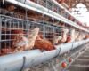 Tips Pembuatan Kandang Ayam untuk Peternak Pemula yang Ingin Memulai Usaha