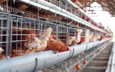 10 Tips Pembuatan Kandang Ayam untuk Peternak Pemula yang Ingin Memulai Usaha