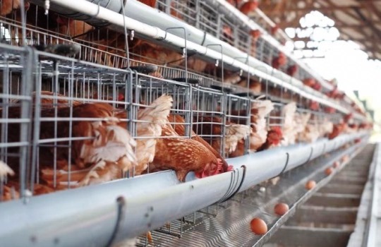 Tips Pembuatan Kandang Ayam untuk Peternak Pemula yang Ingin Memulai Usaha