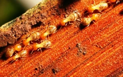 10 Tanda Awal Rumah Mulai Diserang Rayap yang Perlu Kamu Waspadai