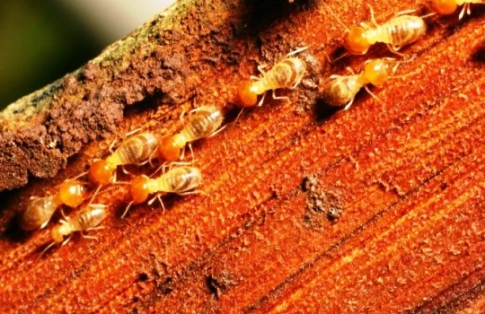 10 Tanda Awal Rumah Mulai Diserang Rayap yang Perlu Kamu Waspadai